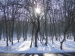 Alb si negru 2 Soare iarna Romania