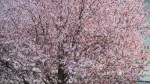 Copac roz Romania